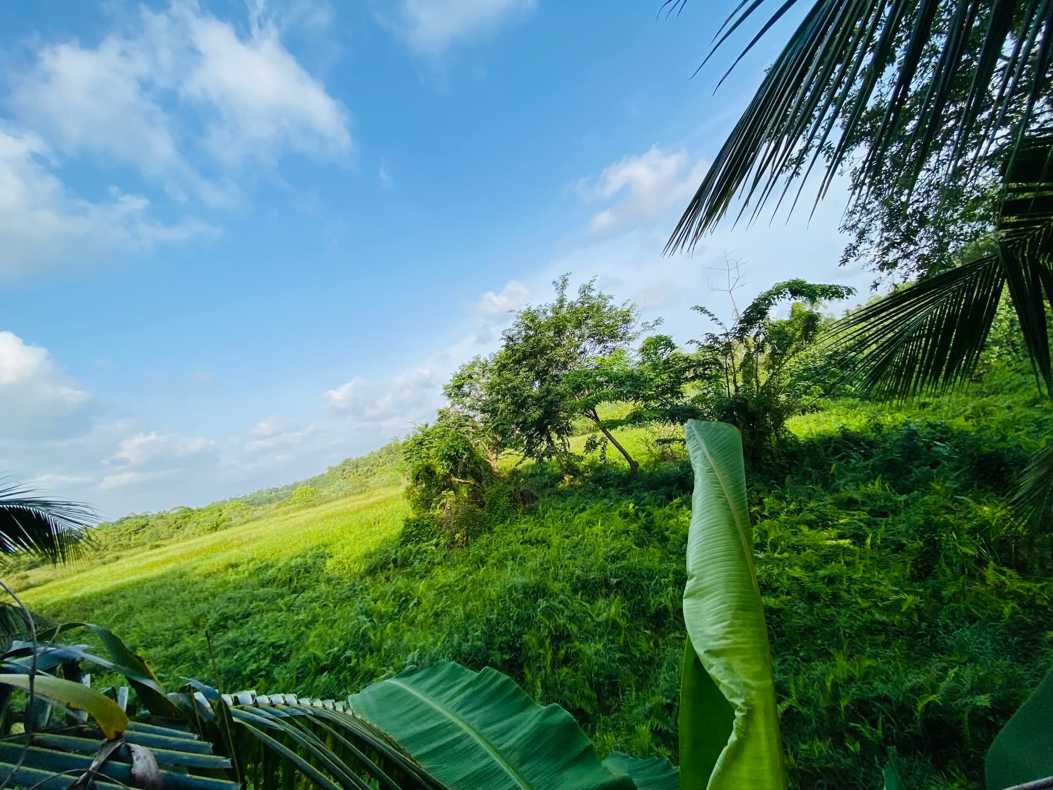 Agricultural Land for Sale in Bandaragama