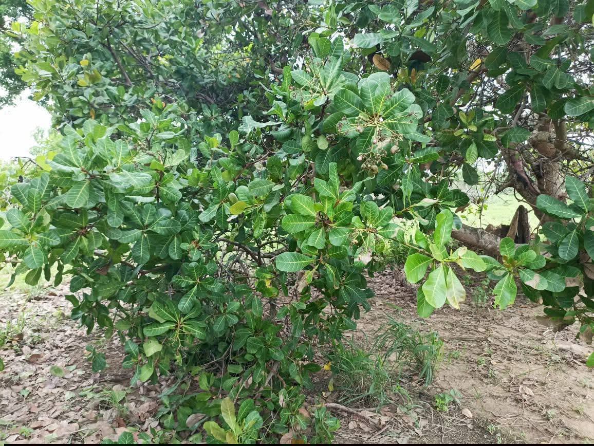 Agricultural Land for Sale in Puttalam