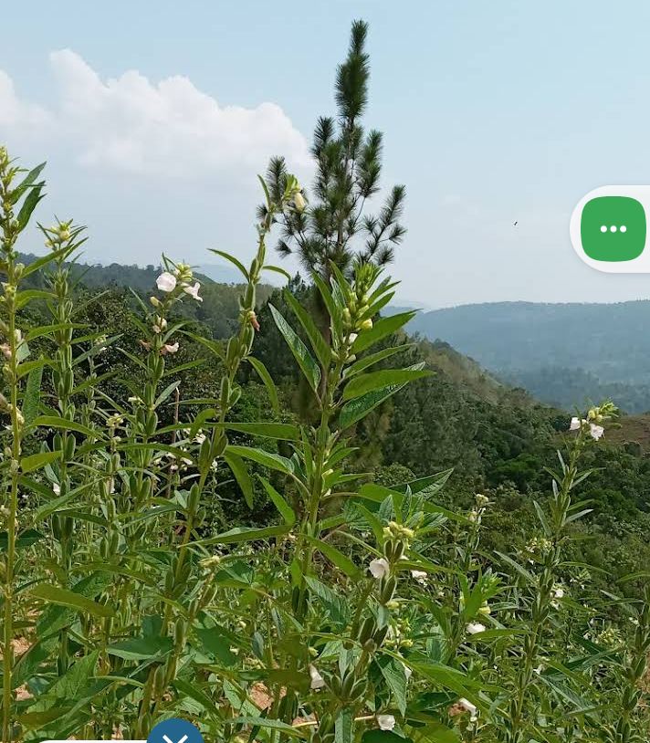 Agricultural Land for Sale in Haputale