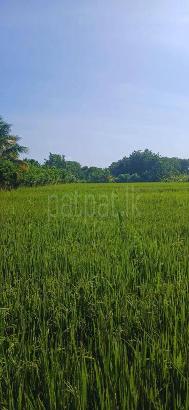 Agricultural Land for Sale in Sella Kataragama