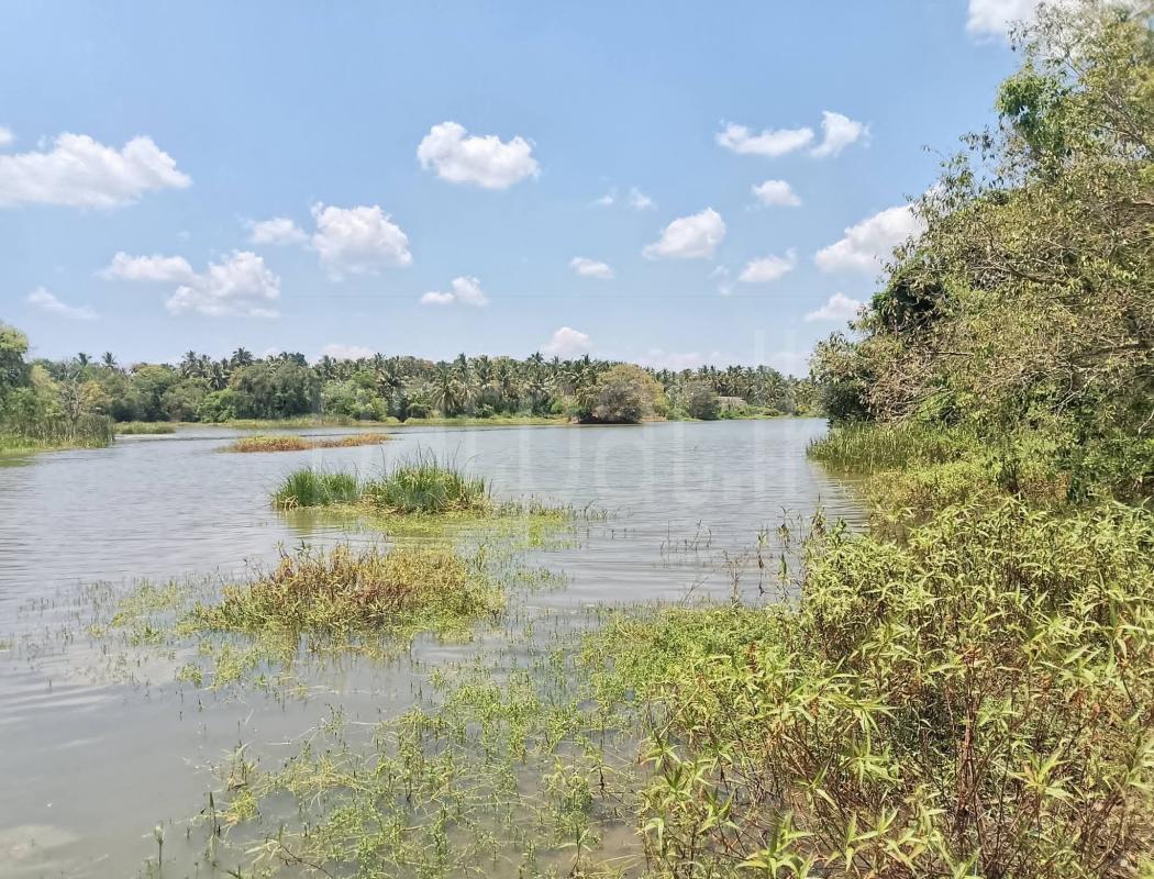 Agricultural Land for Sale in Embilipitiya