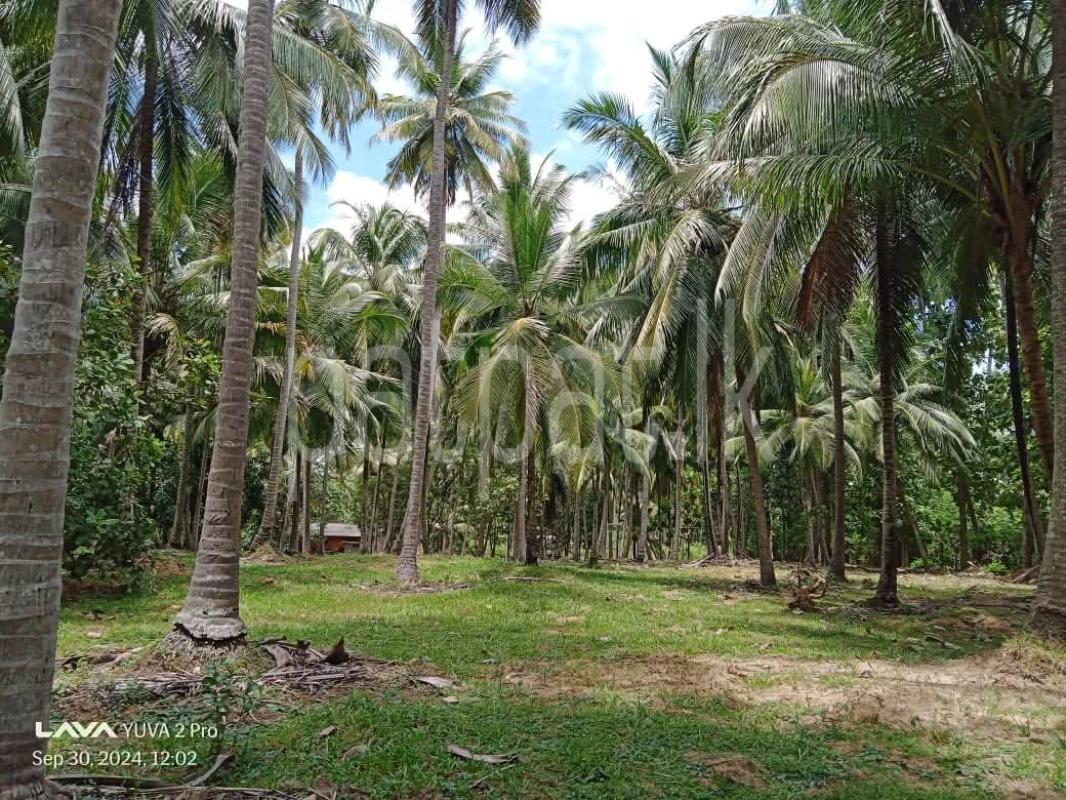 Agricultural Land for Sale in Kuliyapitiya