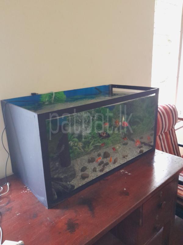 ads-image-1