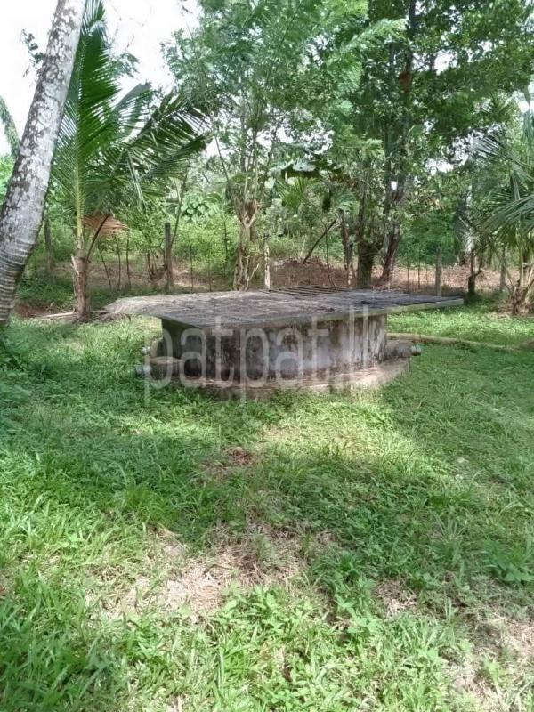 Agricultural Land for Sale in Divulapitiya ads-image-1