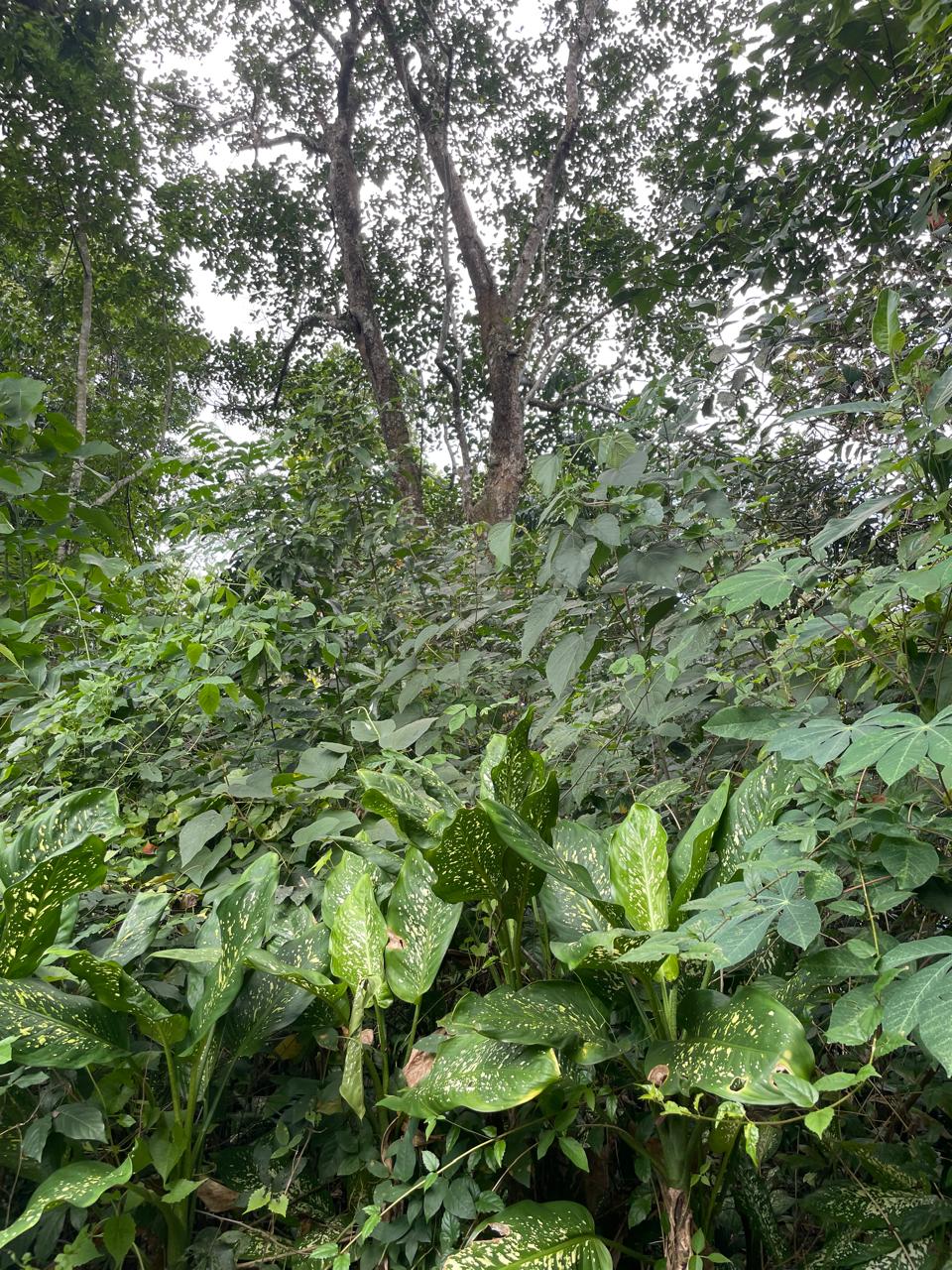 Agricultural Land for Sale in Yatiyana