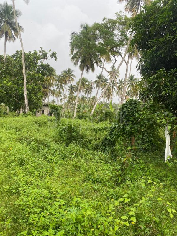 Commercial Land for Sale in Hakmana ads-image-1