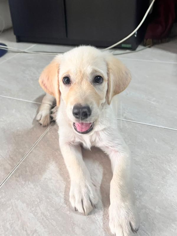 Labrador puppy
