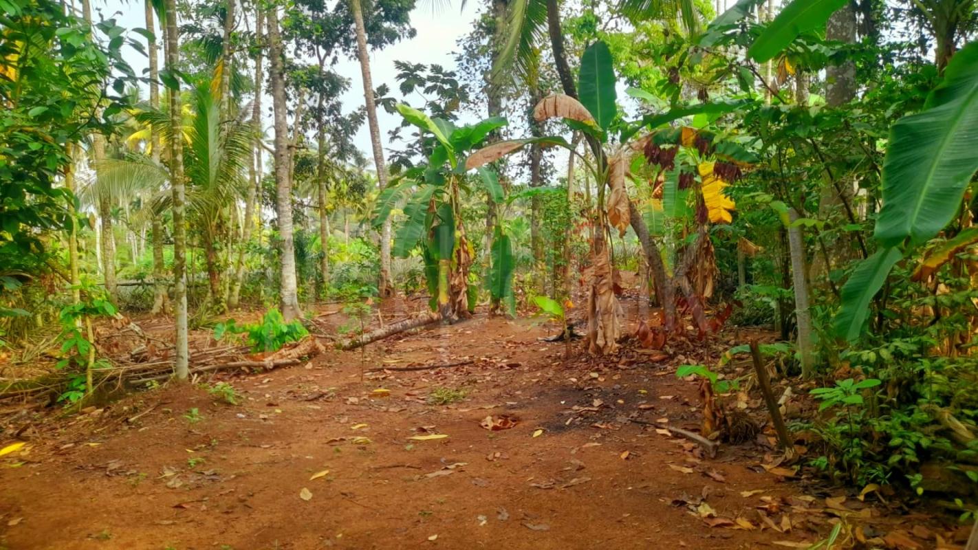 Agricultural Land for Sale in Dekatana