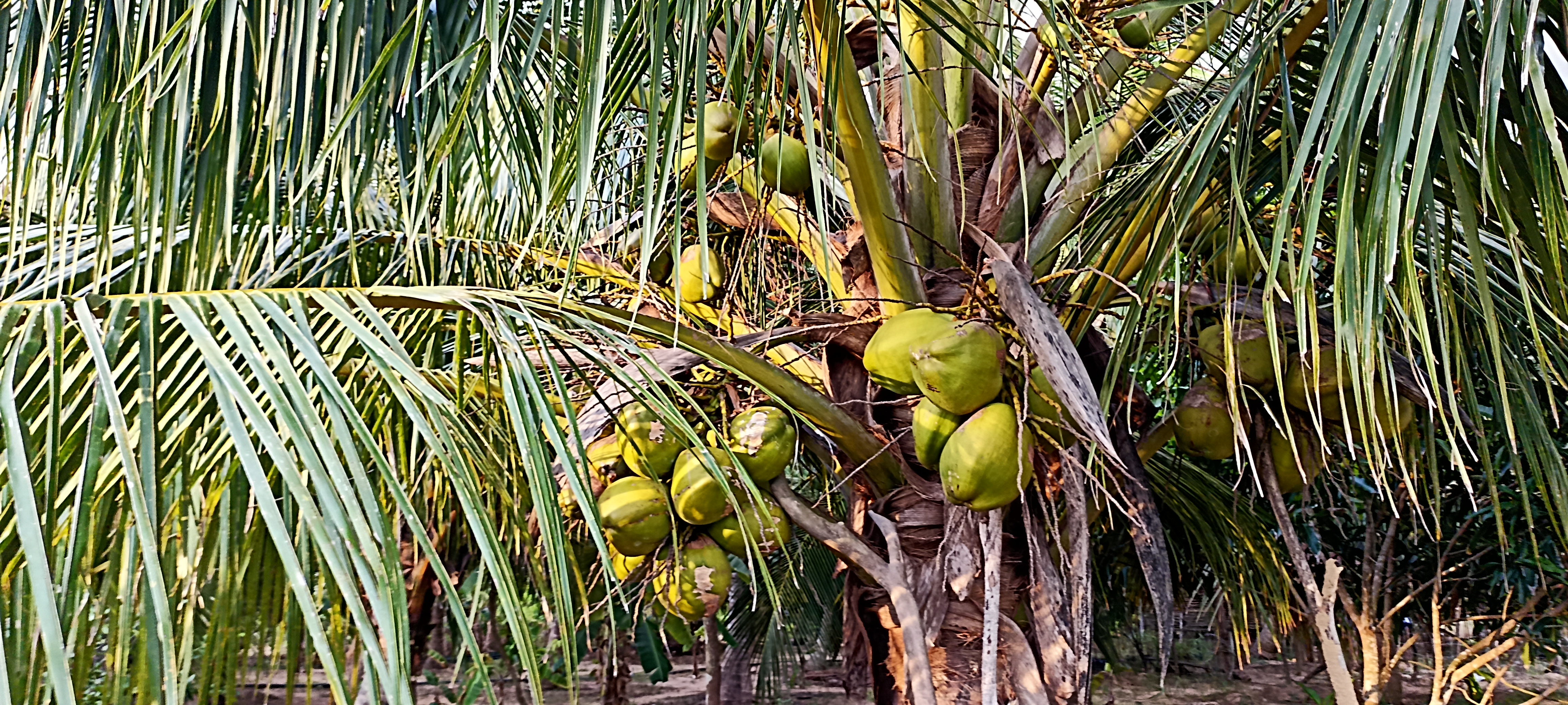 Agricultural Land for Sale in Puttalam