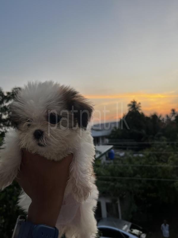 Advertisement image 6