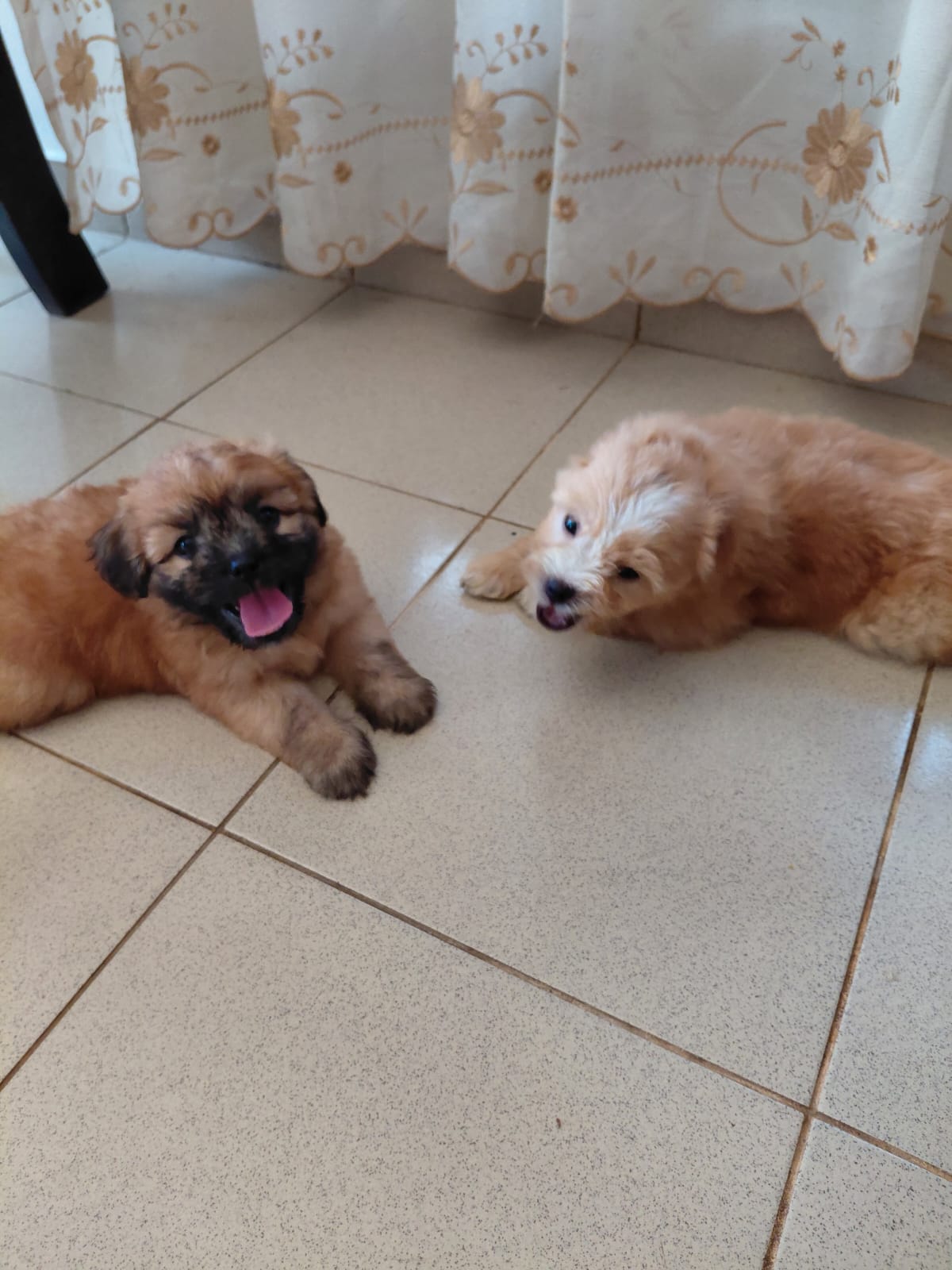 Tibetan Terrier Puppies For Sale