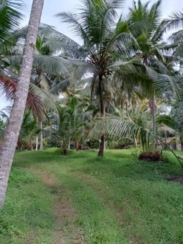 Land for Sale in Divulapitiya ads-image-1