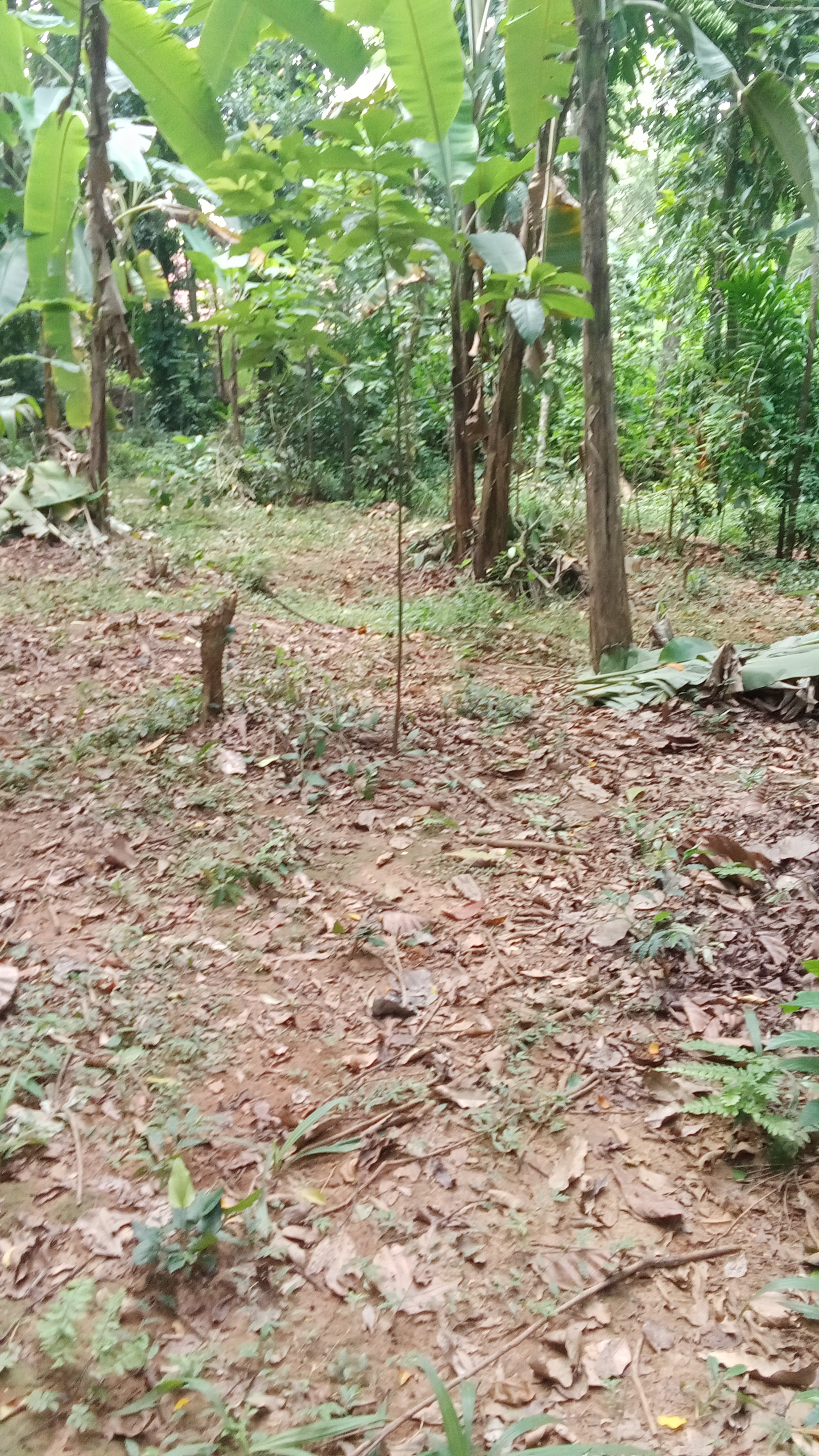 Residential Land for Sale in Kirillawala ads-image-1