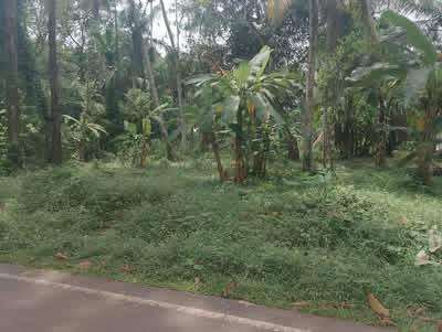 Agricultural Land for Sale in Divulapitiya