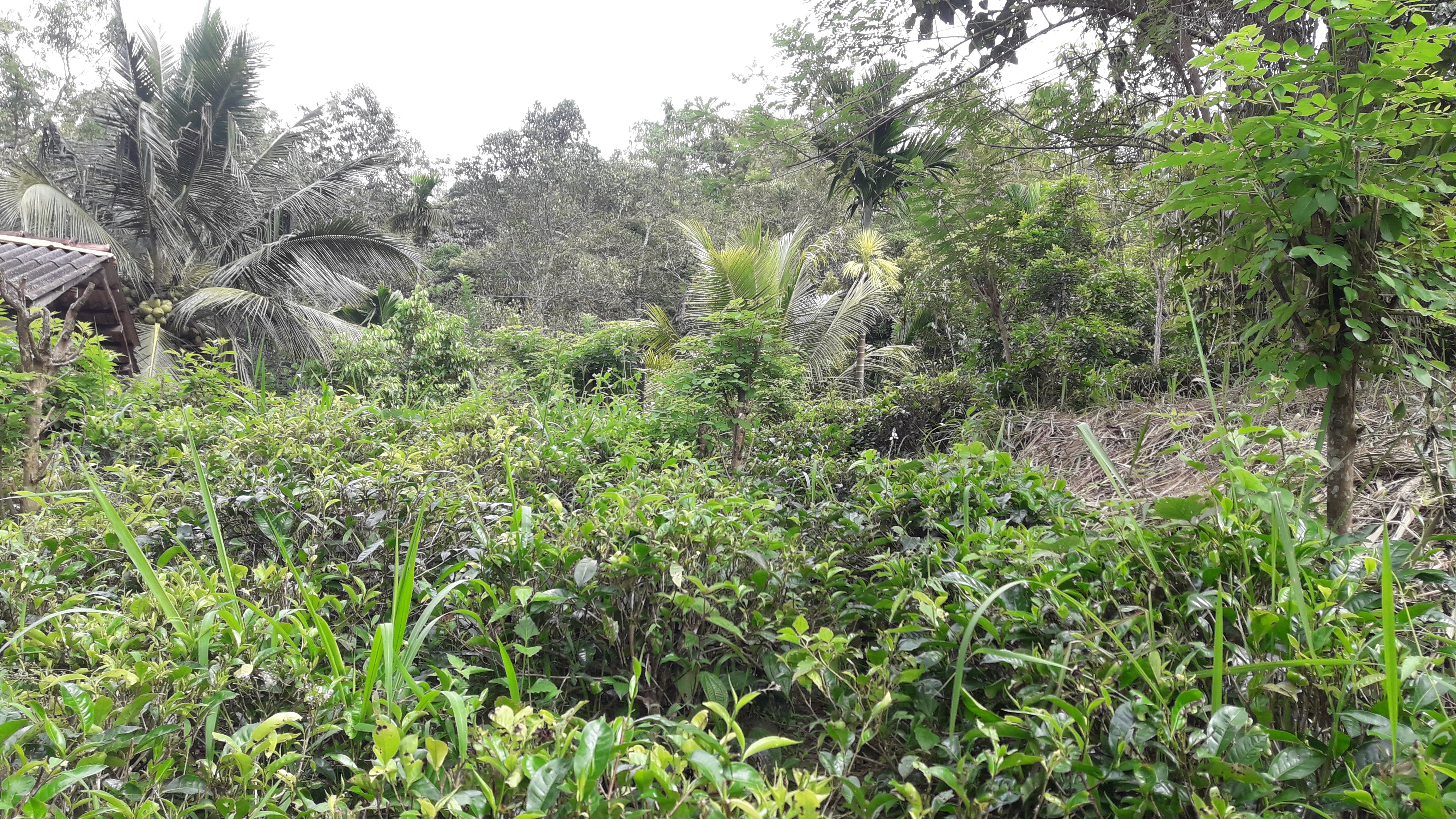 Agricultural Land for Sale in Gampola