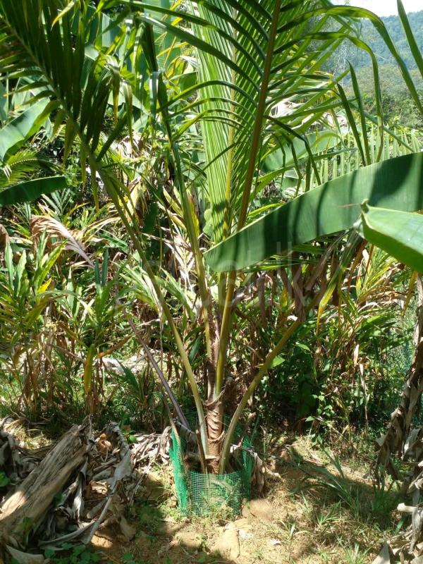 Agricultural Land for Sale in Gampola ads-image-1