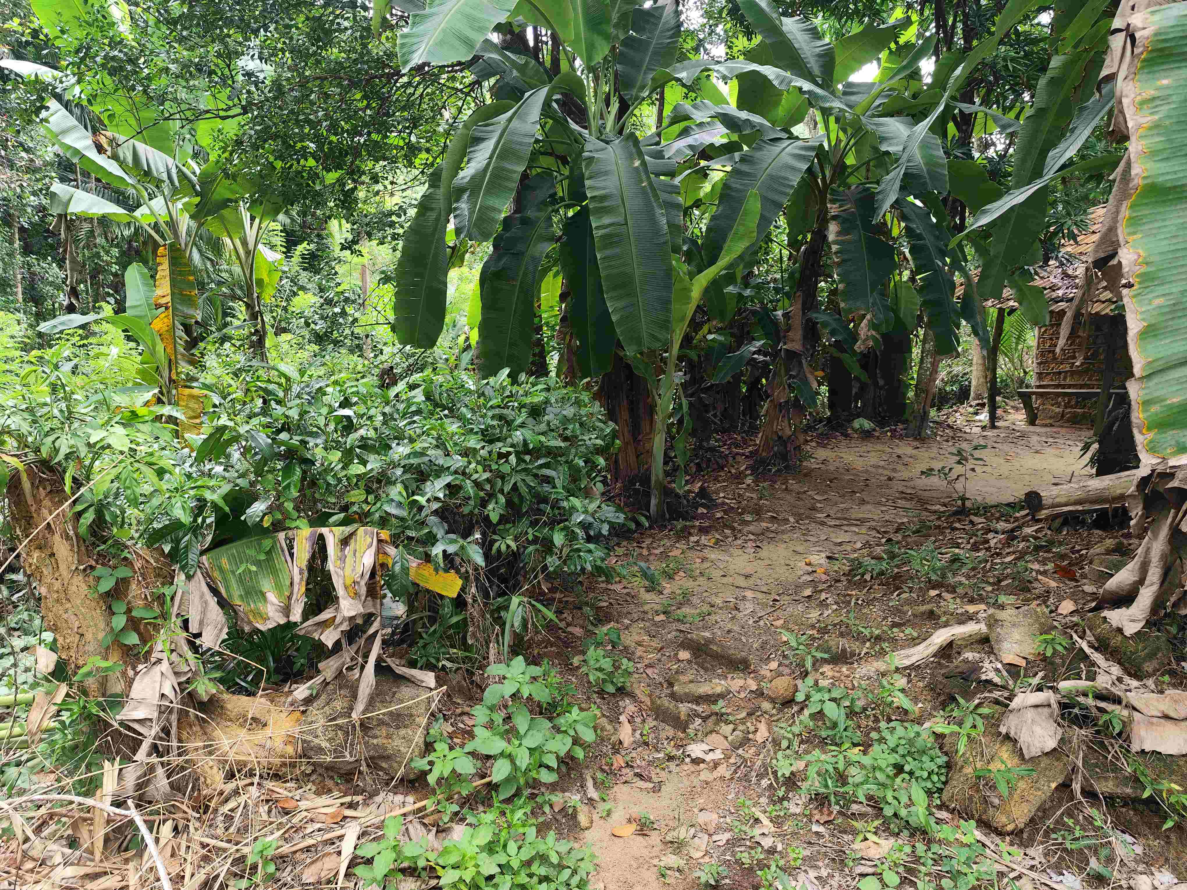 Agricultural Land for Sale in Elpitiya