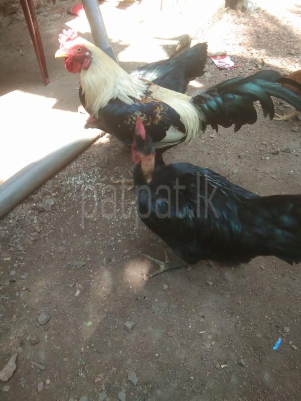 Advertisement image 4