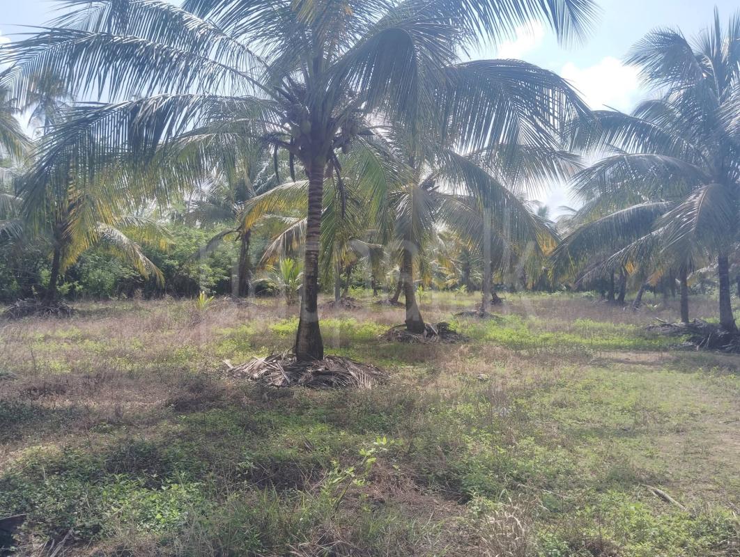 Agricultural Land for Sale in Wariyapola