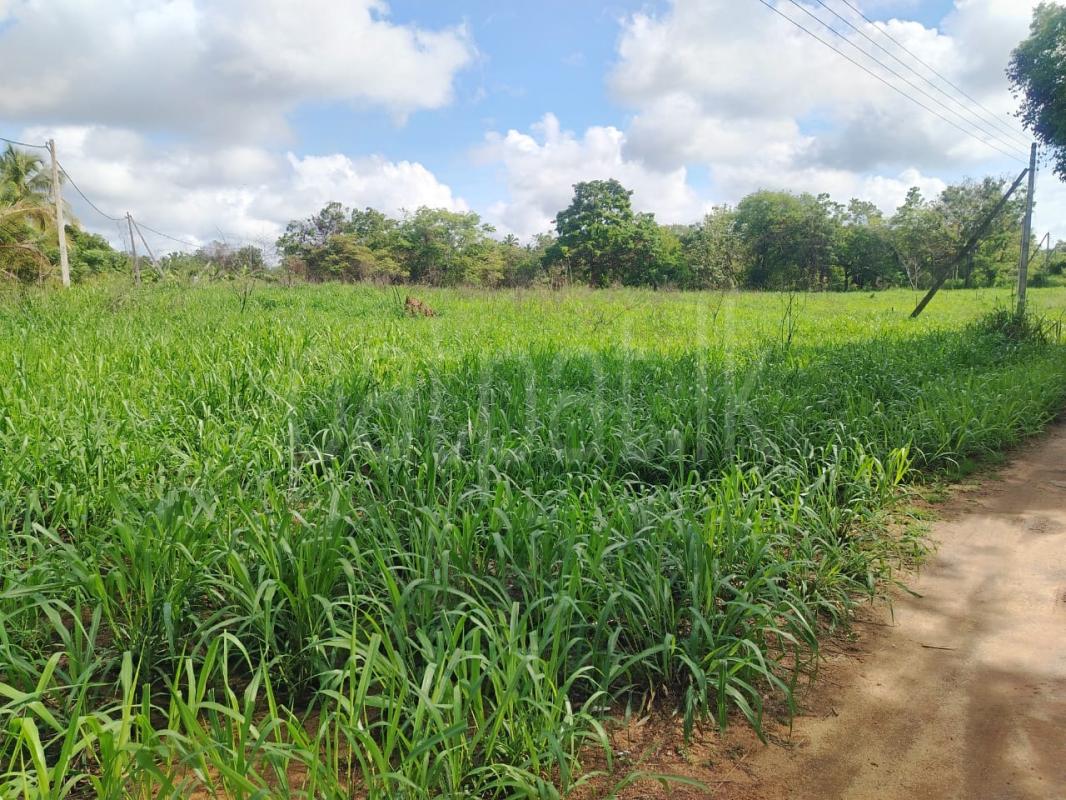 Residential Land for Sale in Nikaweratiya ads-image-1