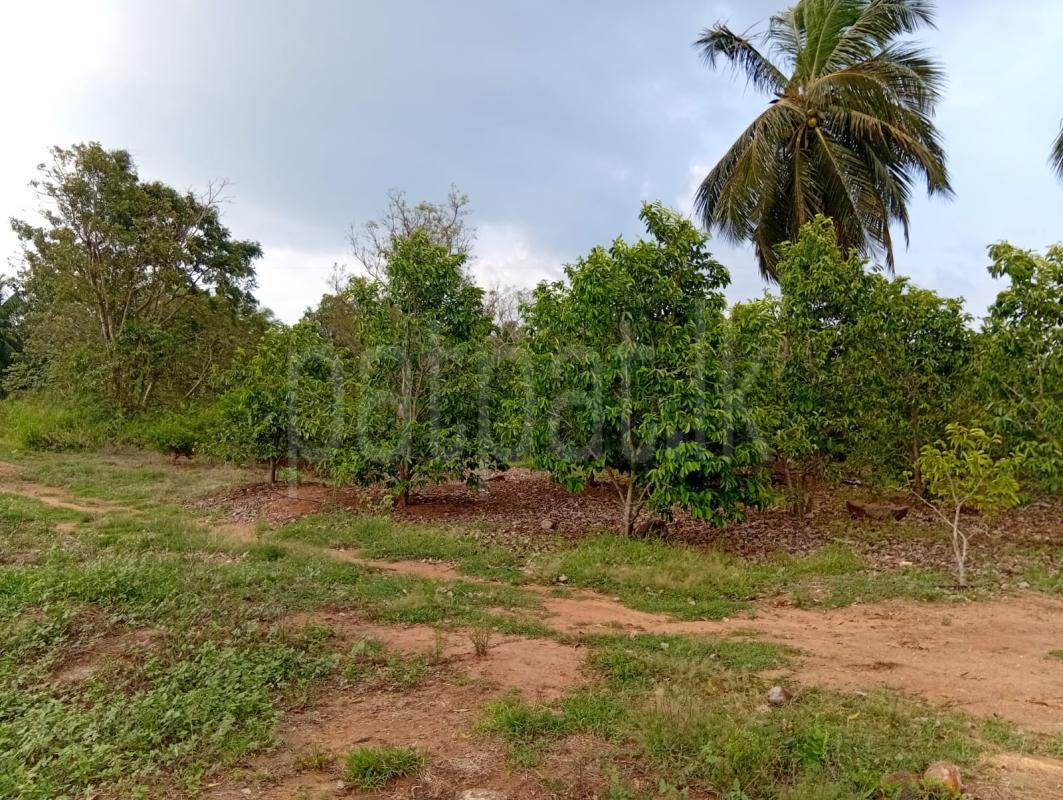 Residential Land for Sale in Mihintale