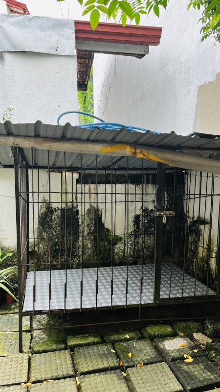 Dog house