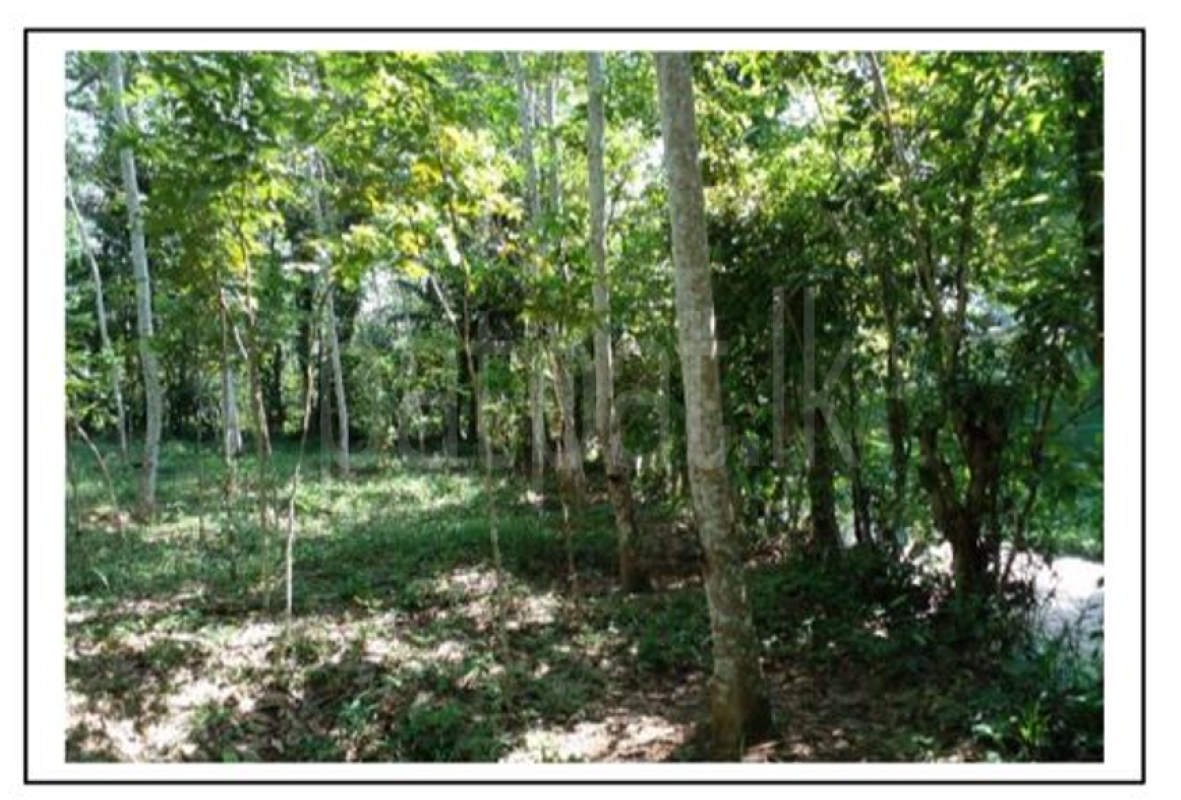 Commercial Land for Sale in Dodangoda