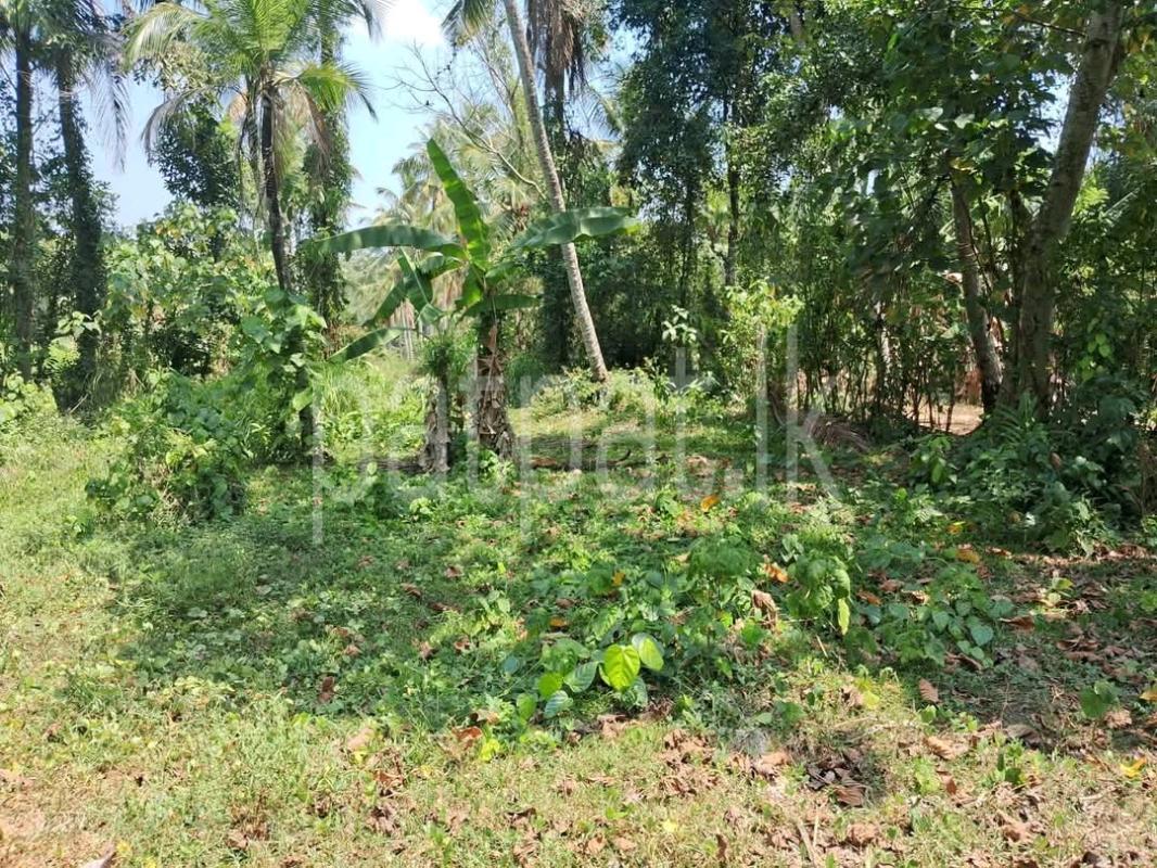 Agricultural Land for Sale in Mawathagama ads-image-1