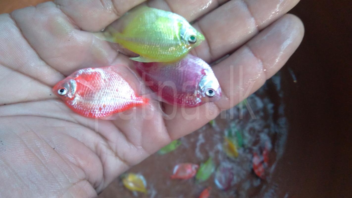 Advertisement image 2