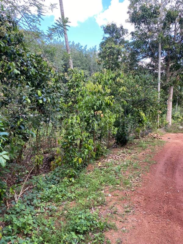 කුරුඳු අක්කර 3ක්