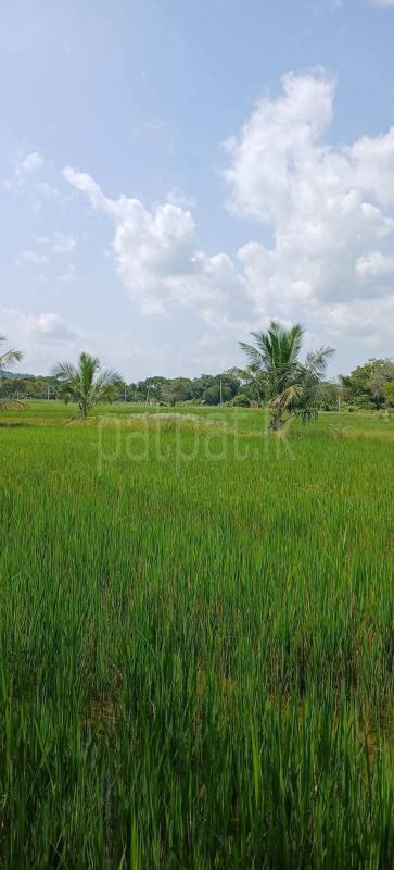 Agricultural Land for Sale in Kataragama