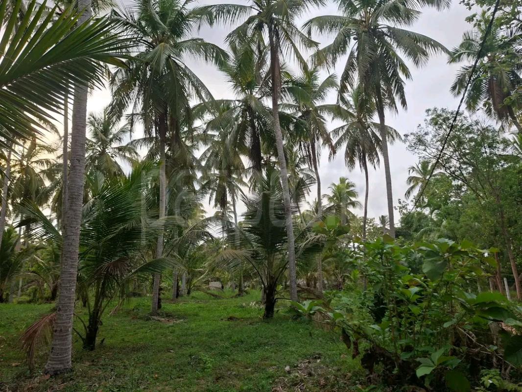Agricultural Land for Sale in Ridigama
