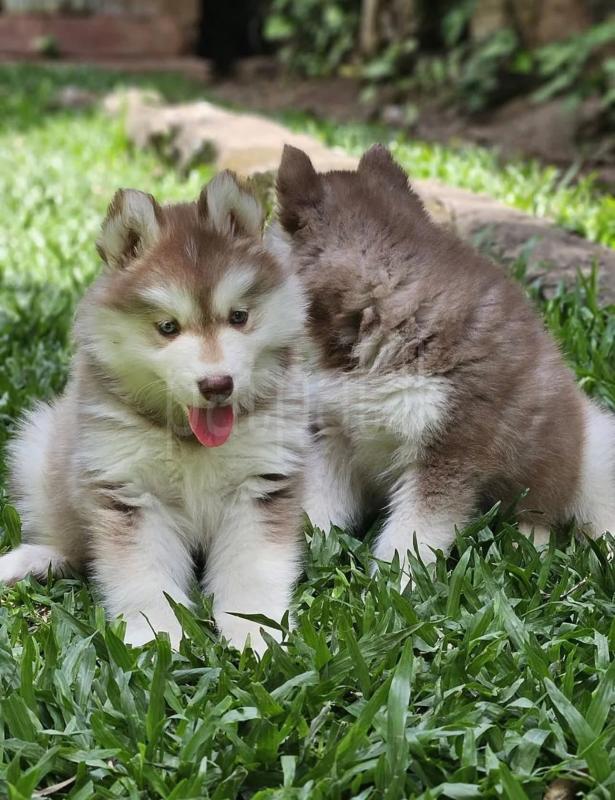 Husky