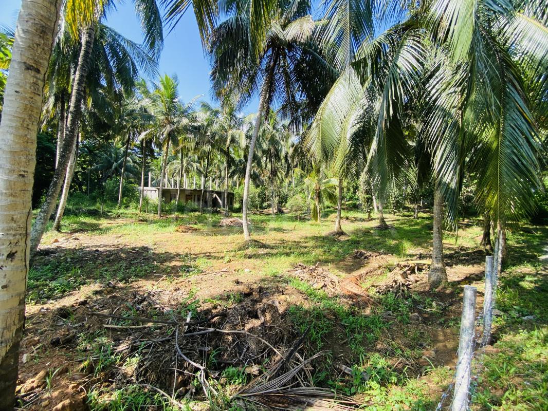 Commercial Land for Sale in Pallebedda