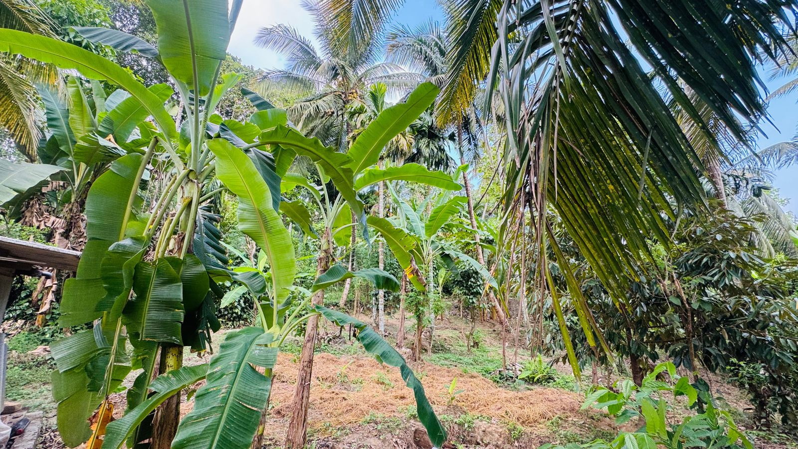 Commercial Land for Sale in Aranayaka