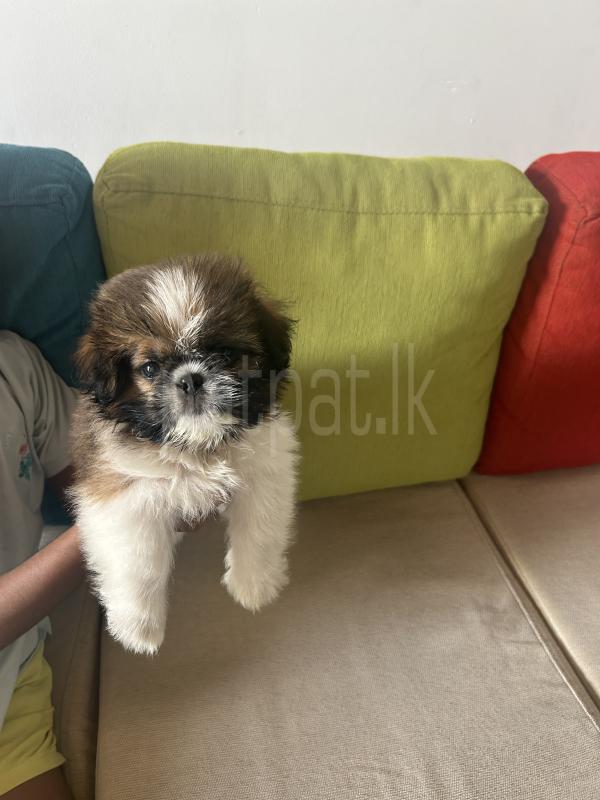 Advertisement image 4