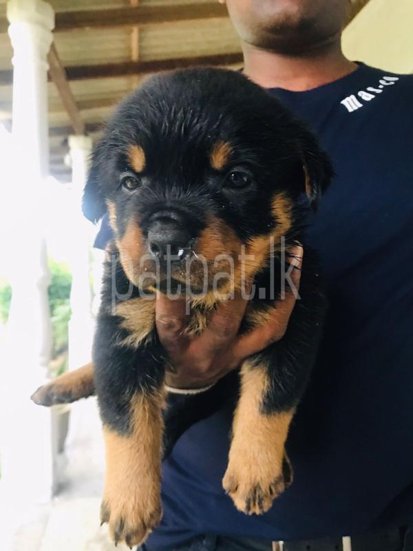 Advertisement image 1