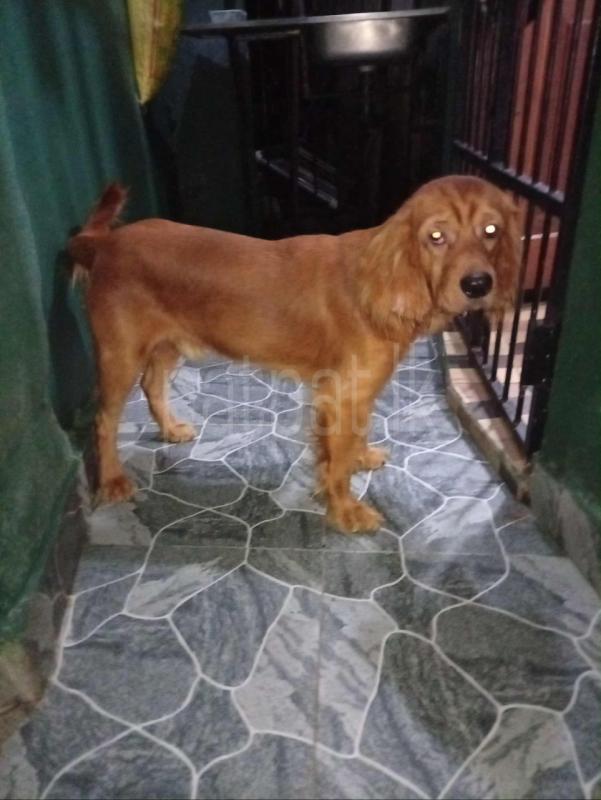 කොකස්පැනියර් පැටවුන් විකිනීමට ඇත ads-image-1