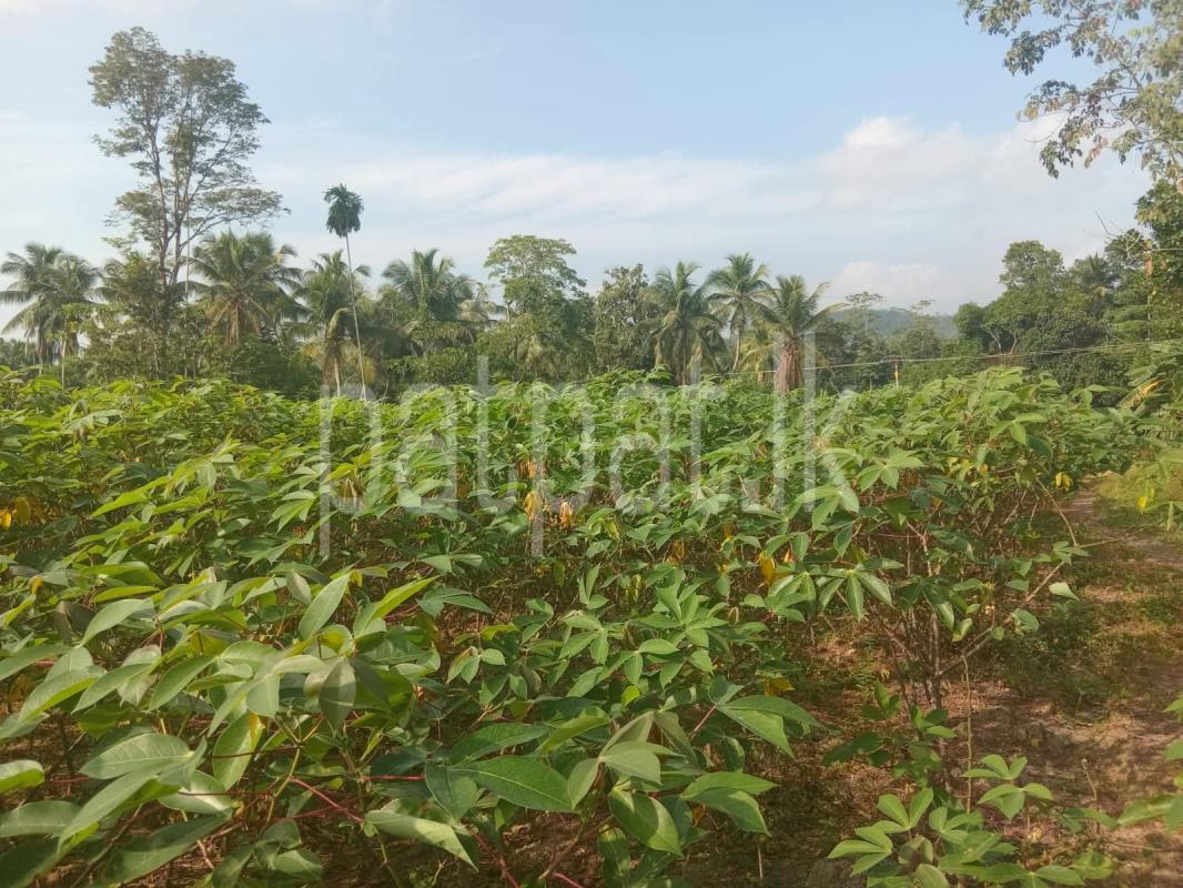 Agricultural Land for Sale in Horana