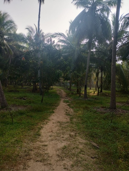 Agricultural Land for Sale in Puttalam