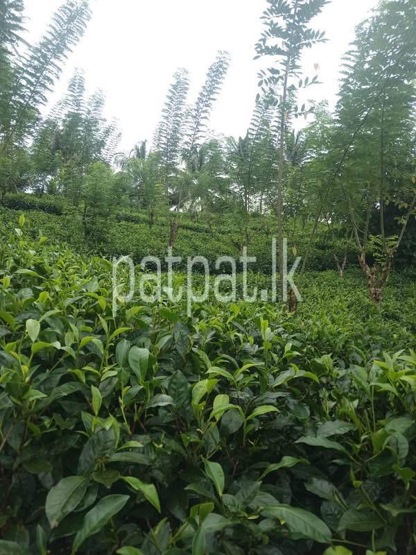 Advertisement image 6