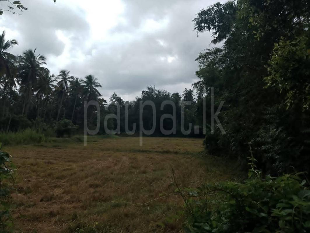 Commercial Land for Sale in Divulapitiya ads-image-1