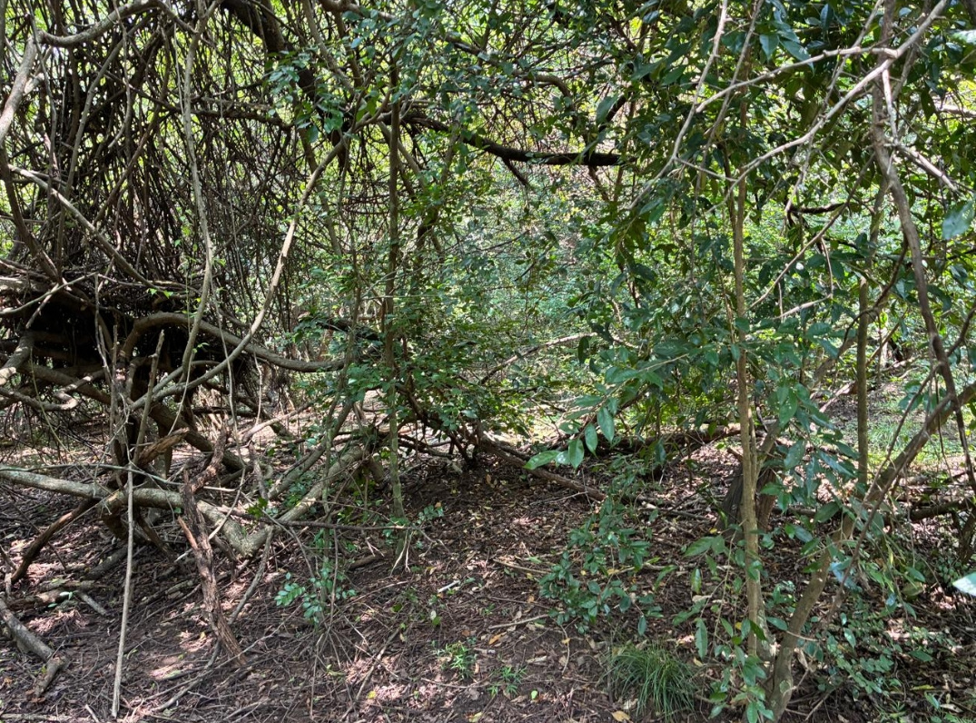 Commercial Land for Sale in Kandalama
