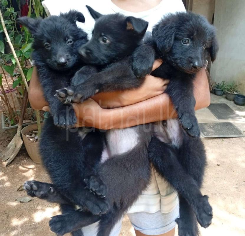 German Shepherd Puppies