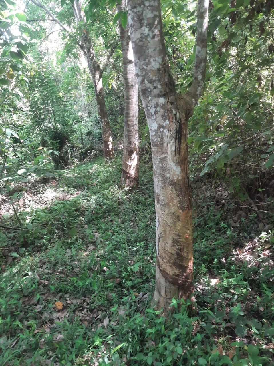 Agricultural Land for Sale in Hakmana