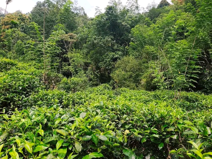 Commercial Land for Sale in Kitulgala