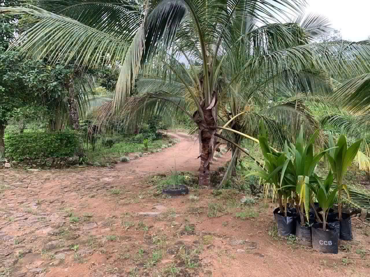 Agricultural Land for Sale in Dolosbage