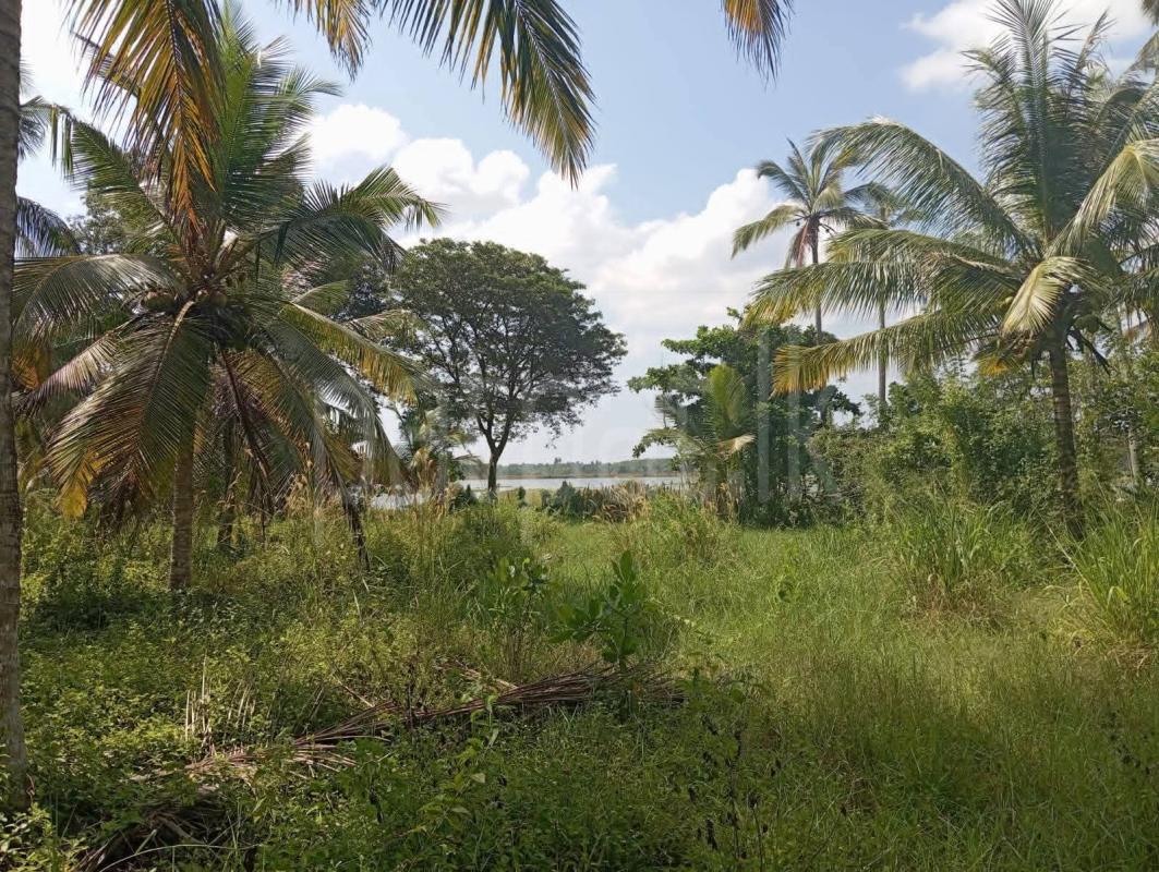 Agricultural Land for Sale in Gallella