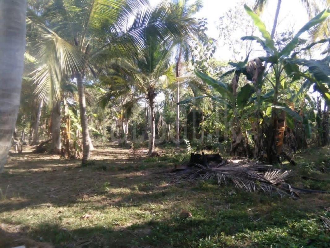Agricultural Land for Sale in Weeraketiya