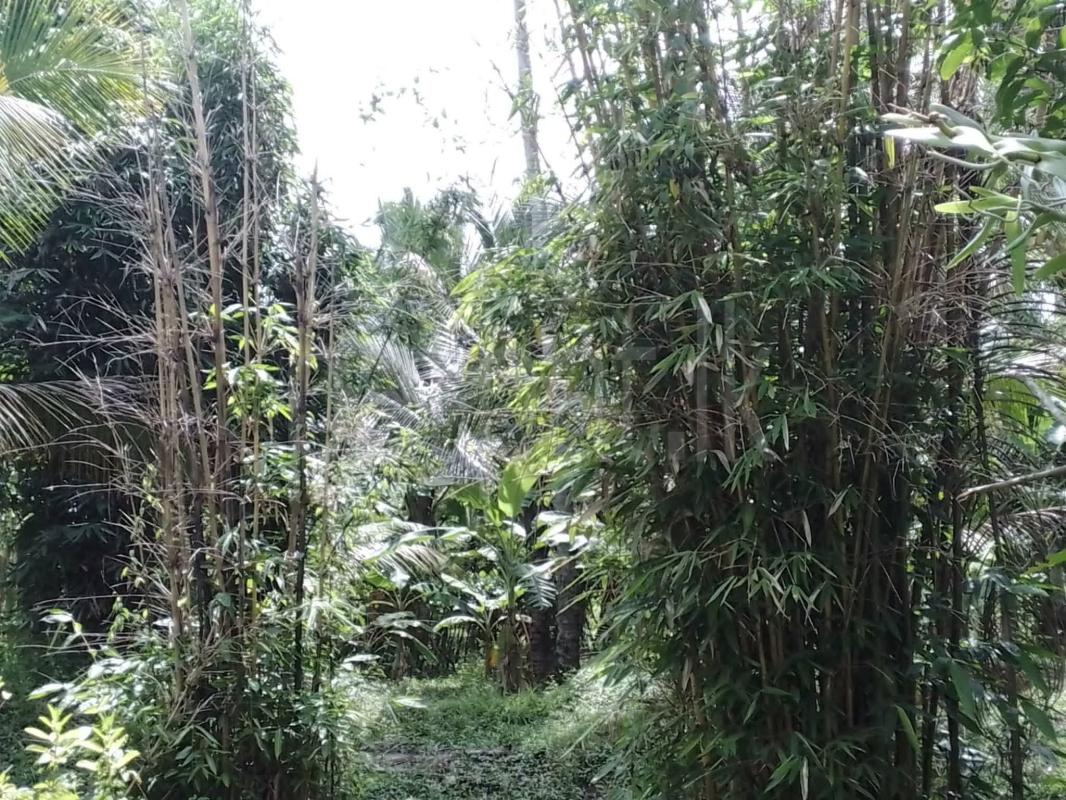 Agricultural Land for Sale in Dambadeniya